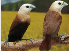 Capuchino de cabeza blanca (Lonchura maja).png