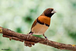 Capuchino de pecho castaño (Lonchura castaneothorax).jpg