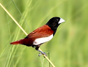 Capuchino Tricolor (Lonchura malacca).JPG