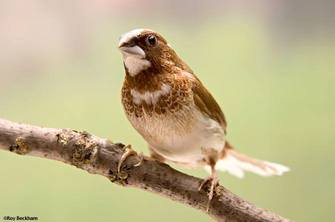 Isabela del Japón (lonchura striata).jpg