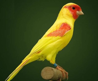 Canario amarillo-rojo.jpg