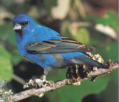 Pape azulejo (Paserina cyanea).jpg