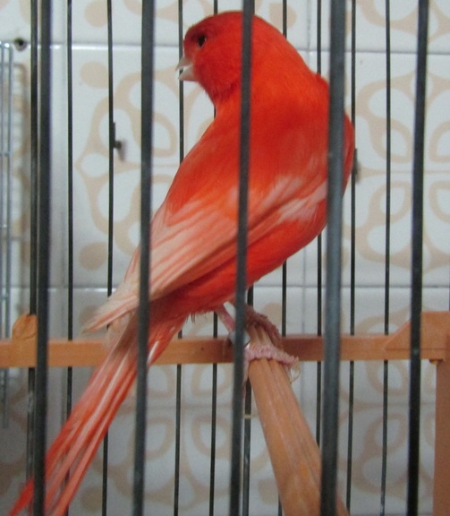 rojo ala blanca 2.JPG