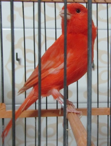 rojo ala blanca 1.JPG