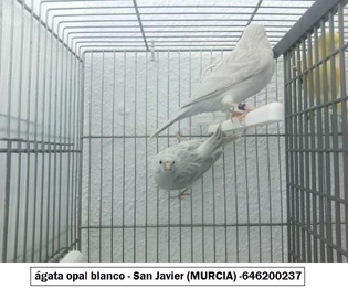 ágata opal blanco.JPG