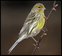 canario silvestre.jpg