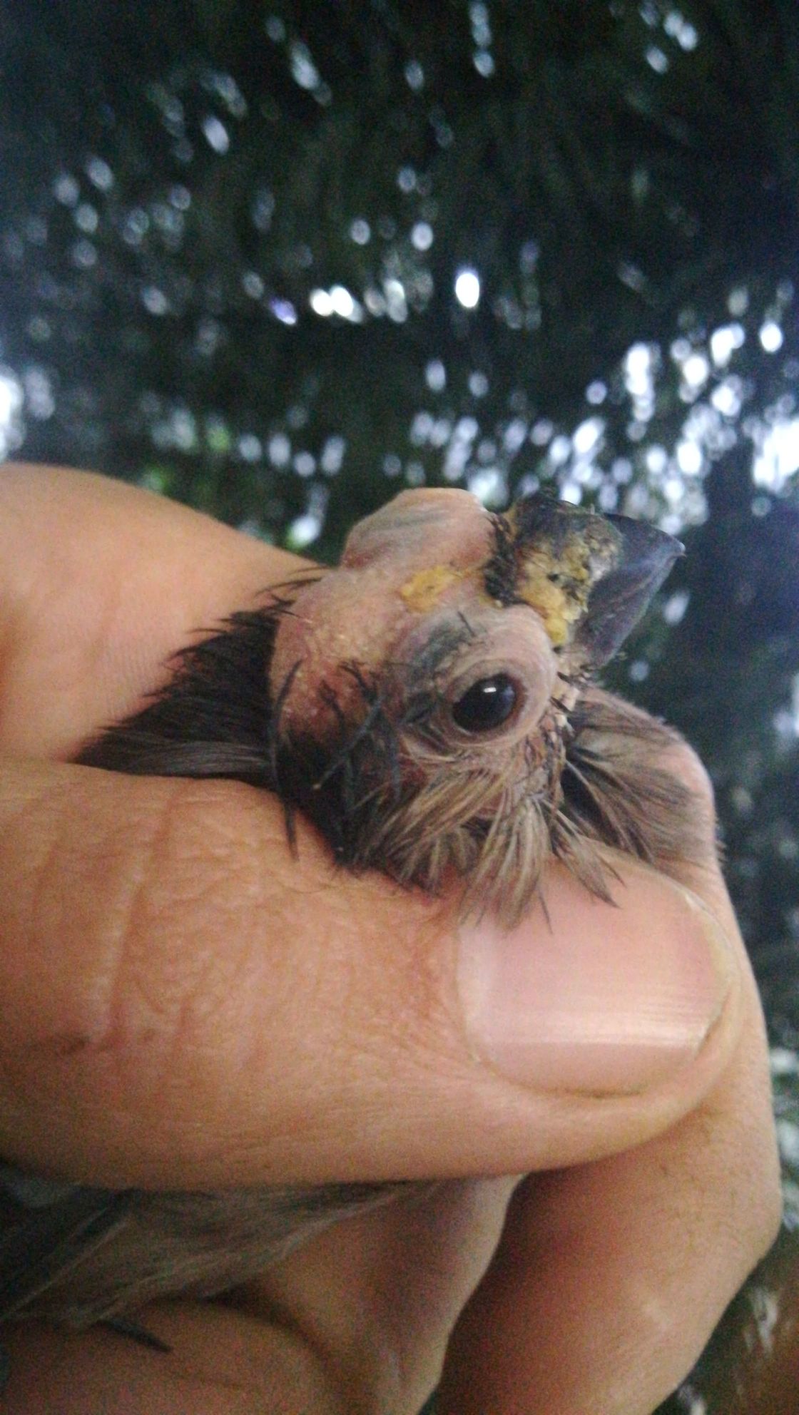 El caso de la camachuela común es el más extremo. Tiene el ojo inflamado y cuando le hice la foto tenía esas costras amarillas que ha día de hoy ya no tiene