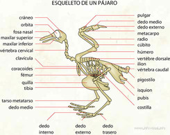 056-esqueleto-de-un-pajaro.jpg