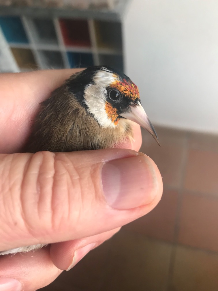 El larguísimo pico acaba en negro. Puedo cortarlo? Mirad madroño renovado.