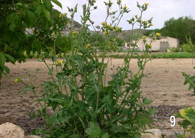 sonchus-oleraceus-cerraja[1].jpg