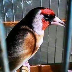 Avatar de Usuario