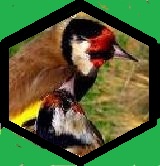 Avatar de Usuario