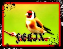 Avatar de Usuario