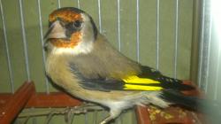 Avatar de Usuario