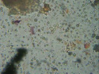 Leveduras Verderon Imagen 222.jpg