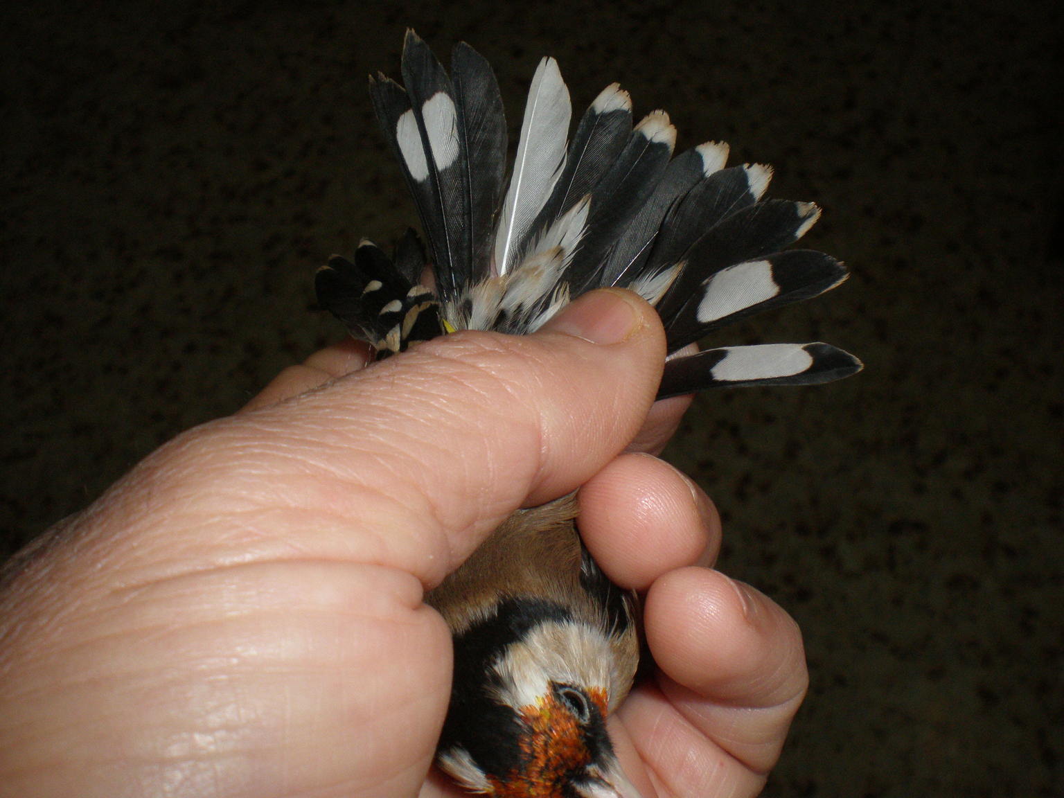 P2081501.JPG
