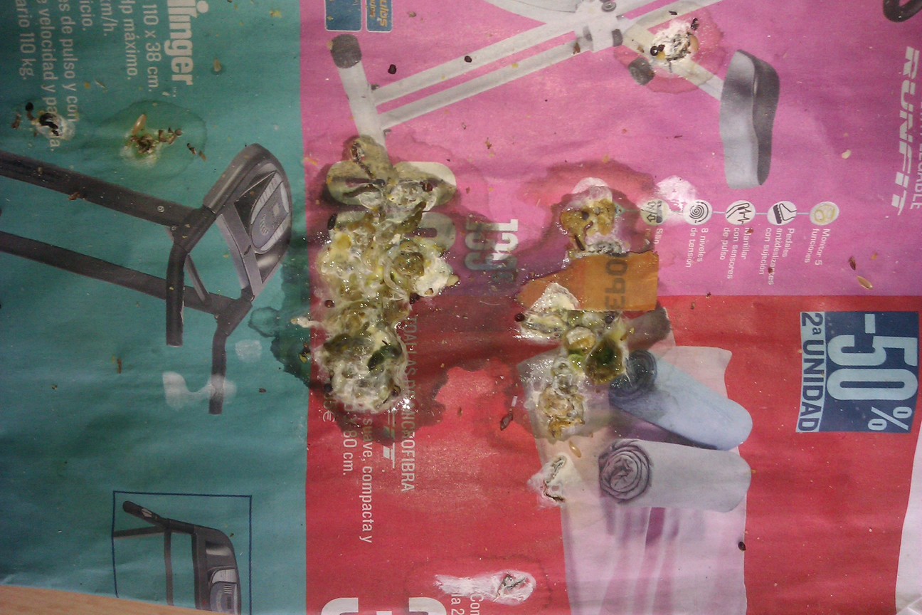 las eses, de la canarias