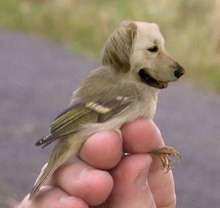 Pajaro perro 4.jpg