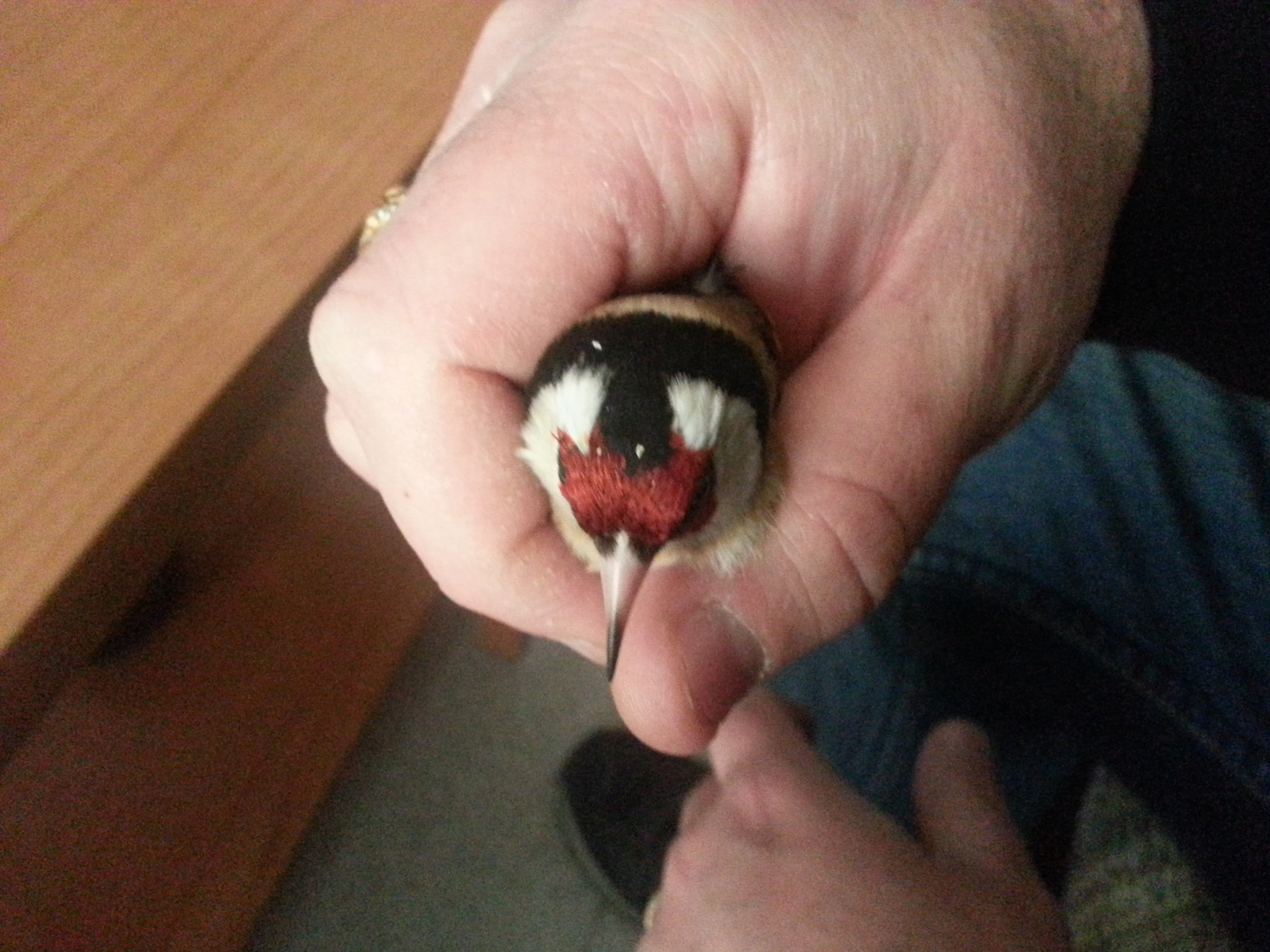 20130218_151624.jpg