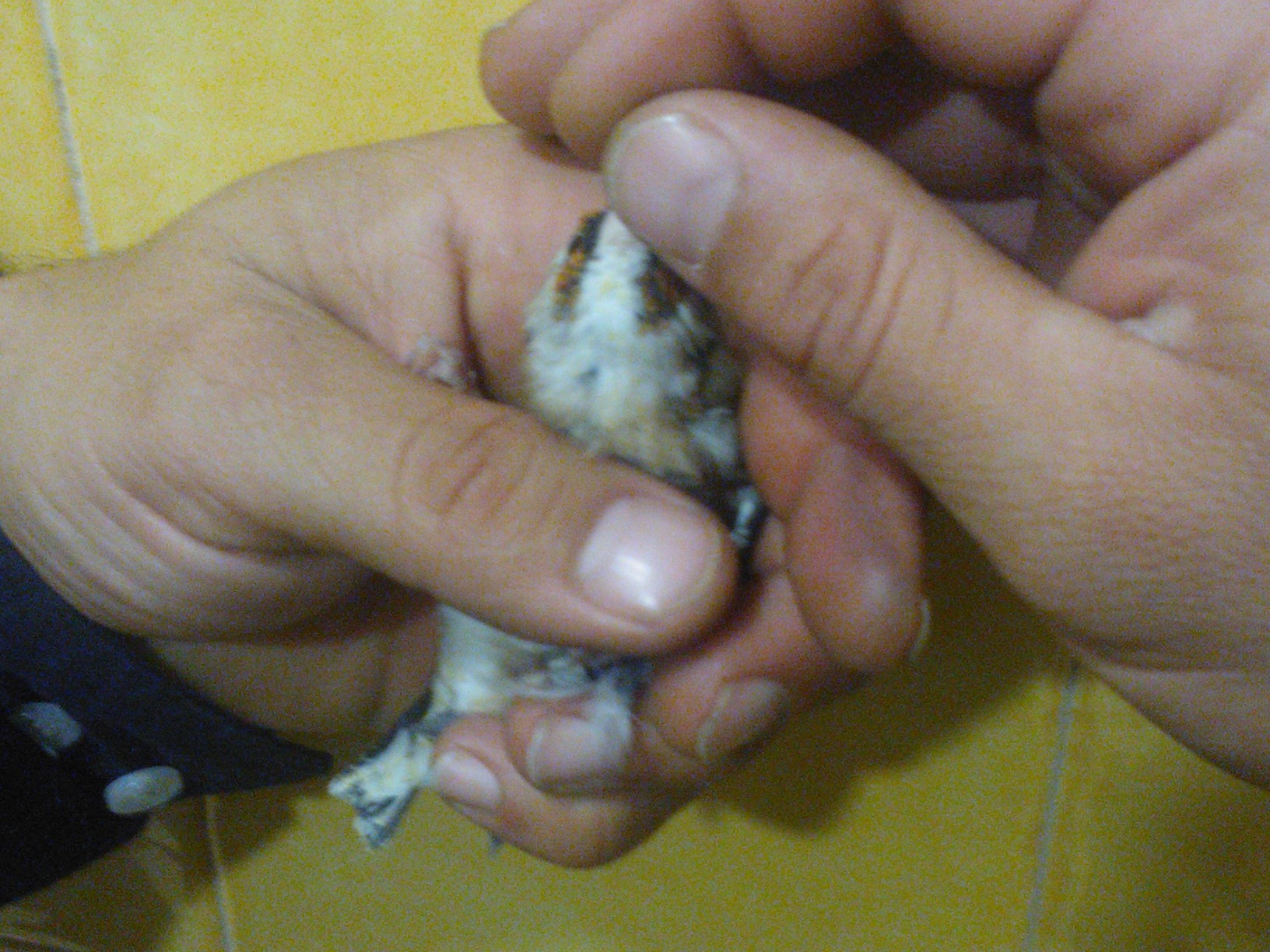 WP_000540.jpg