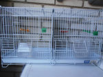 jaula-de-cria-para-canarios-o-periquitos-20130118193211.jpg