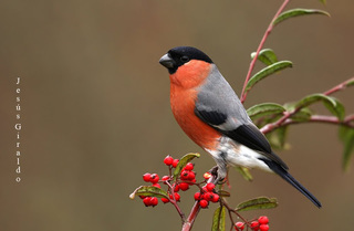 camachuelo 3.jpg