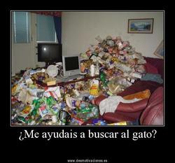 gatos-foro-2.JPG
