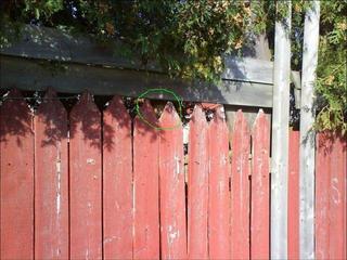 find_cat_640_15.jpg