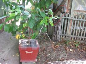 encuentraalgato5thumb5.jpg