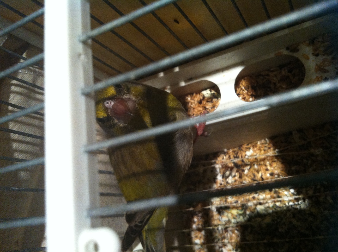 Alguen puede decirme k le pasa al piko de mi verderon??