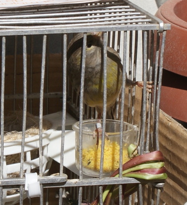 Aprovecho y edito para añadir foto de la timbrada.