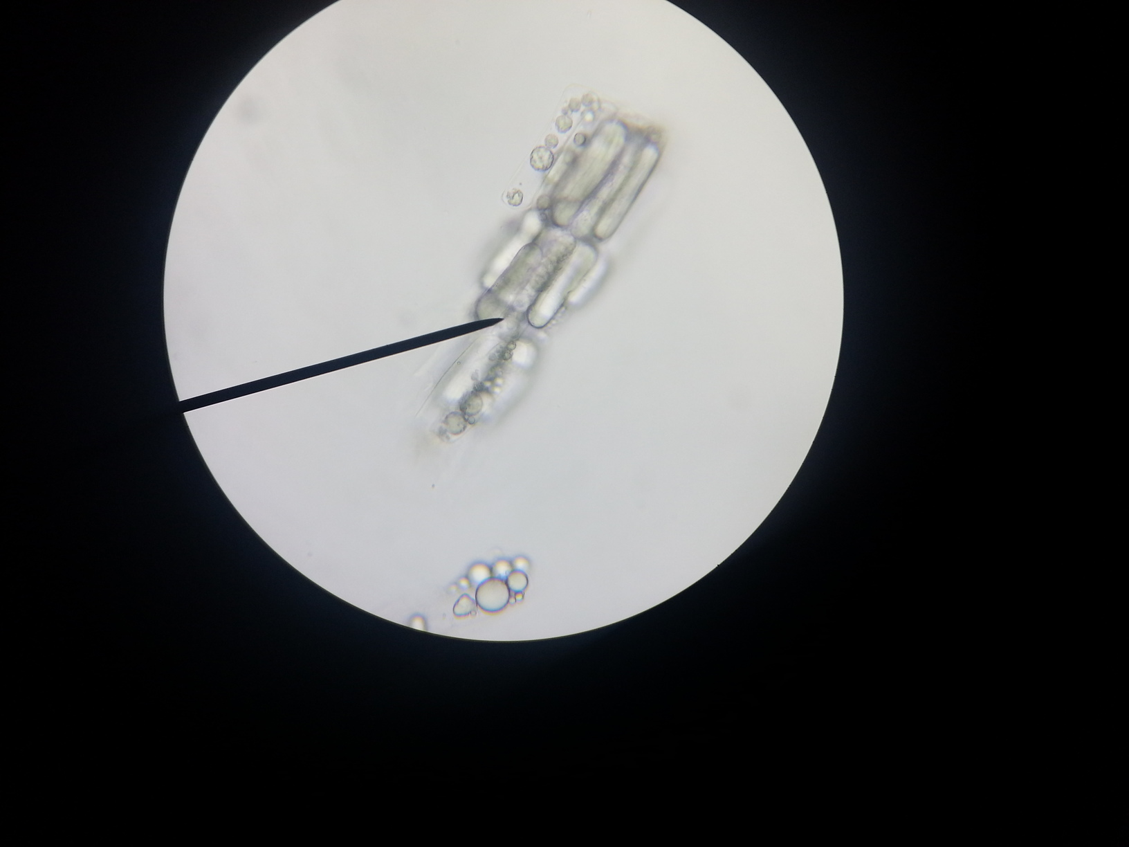 Aki os dejo un analisis aver si veis algo en esto tan raro qe encontre