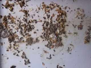 Os dejo esta foto hoy a echo las heces diferentes a ayer o eso me parece ami