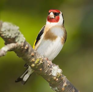 609px-Carduelis_carduelis_1.jpg