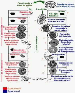 Ciclo.JPG