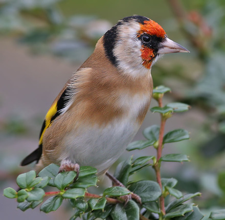 goldfinch2191008.jpg