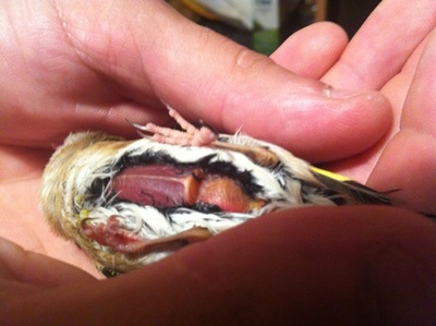 De hoy lunes me queda dos días de tratamiento del antideareico y no veo mejora