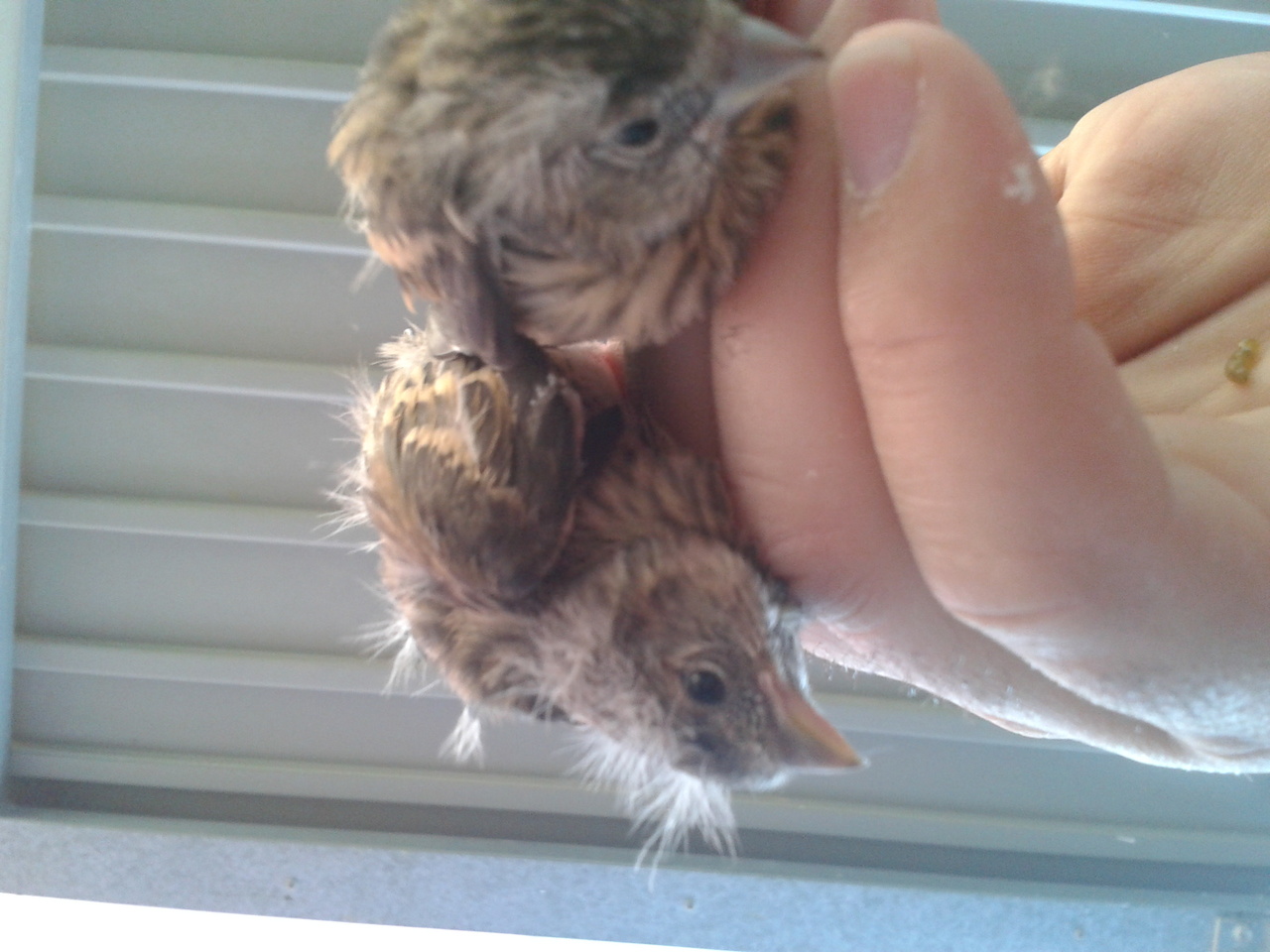 2013-04-02 14.57.18.jpg