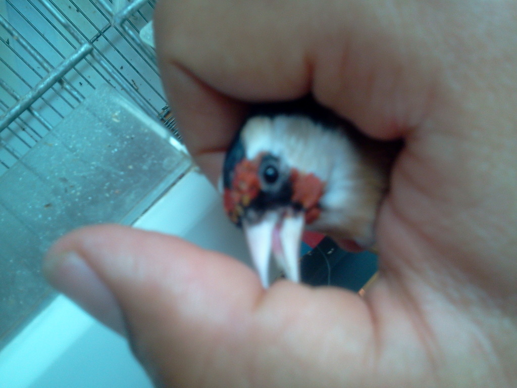 Esta foto es del otro ojo, para que veais la diferencia de uno al otro