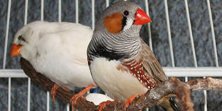 imagen diamante mandarin.jpg