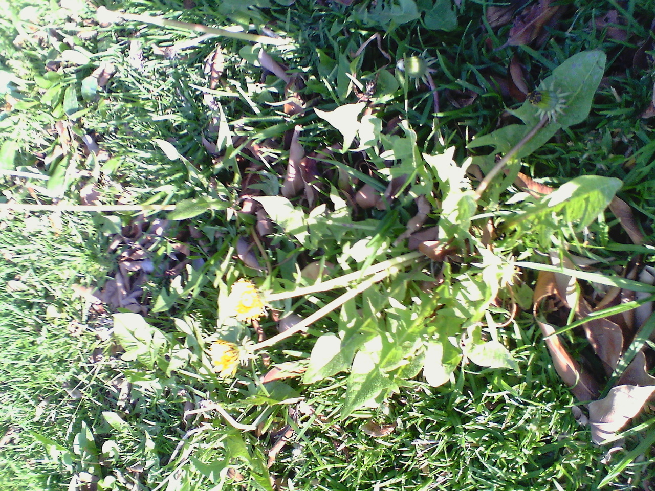 IMG_20130409_085422.jpg