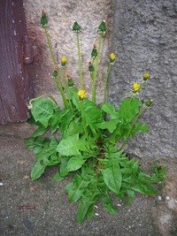 clip_image001.jpg