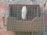 bolidyco043.jpg