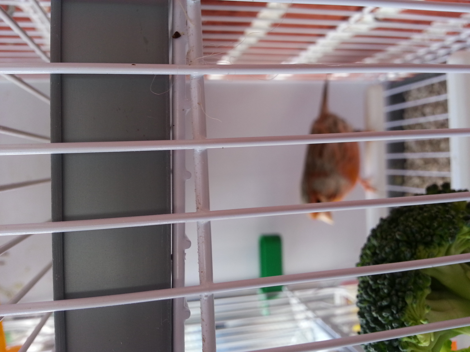 20130414_122933.jpg