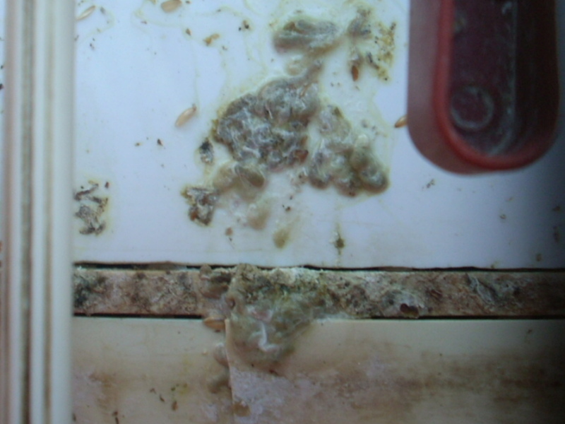 pajaros 005.jpg