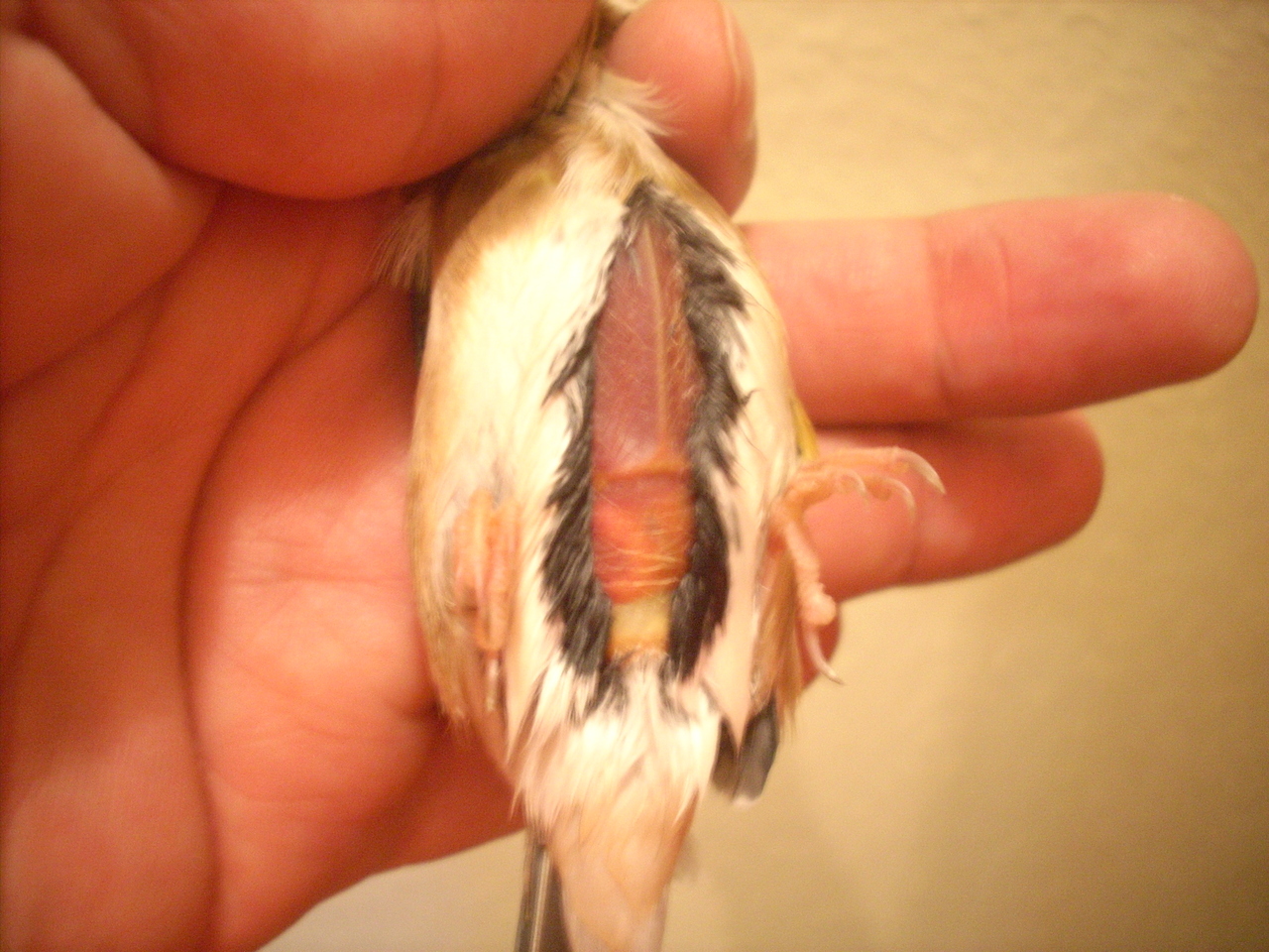 pajaros 004.jpg