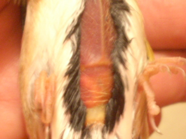 pajaros 006.jpg