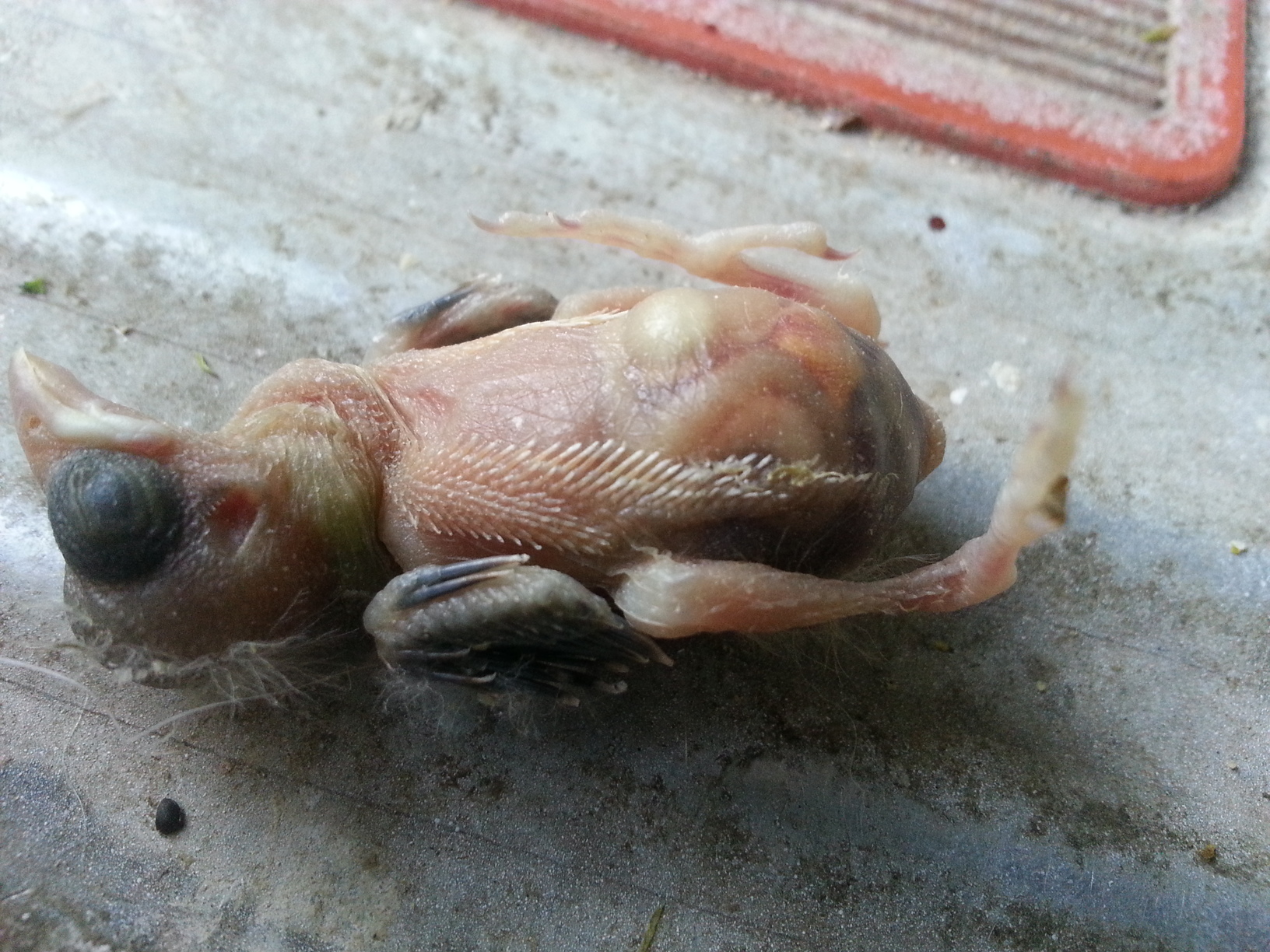 20130423_204912.jpg