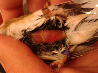 cloaca