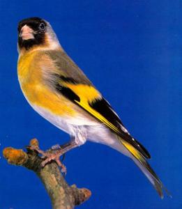 cardellinoxlucherino.preview.jpg